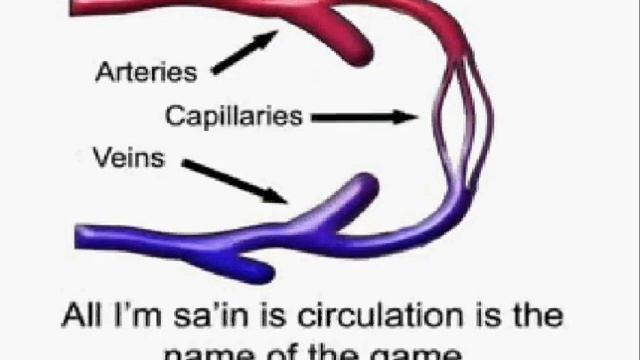 The Circulatory Song! смотреть онлайн