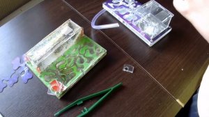 Переселяем наших муравьёв в новый формикарий (29.05.2022) #TopAnt