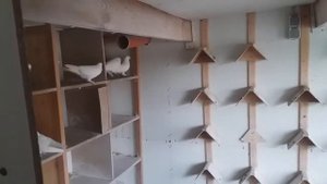 Душанбинских голубей парую, Tauben Anpaarung – 19.02.2021 – ЧАСТЬ 2
