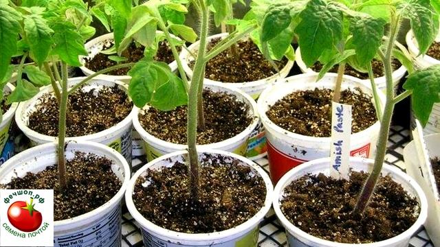 Для хорошего урожая необходим крепкий и большой корень!