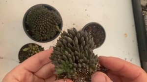 Sinocrassula Yunnanensis Care & Propagation
