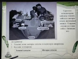 Төменгі сатыдағы өсімдіктер. 4 сынып.