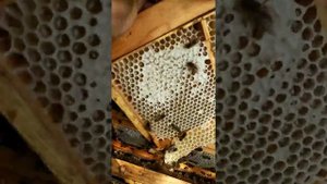 Дальневосточная пчела сезон 2020 года.