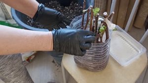 Посадка черенков винограда.