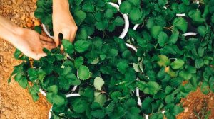 7332203-hd_1920_1080_25fps