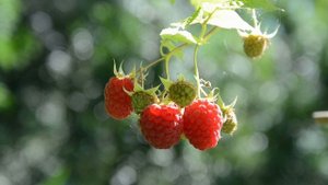 855201-hd_1920_1080_25fps