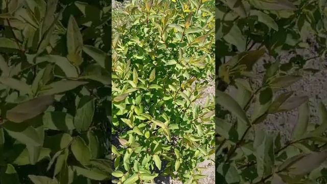 Сорт ЖИМОЛОСТИ который горчит #жимолость #сортжимолости #жимолостьгорчит