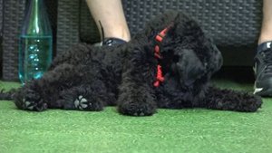 Керри-блю-терьер - фрагмент консультации