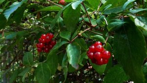 3239866-hd_1920_1080_25fps