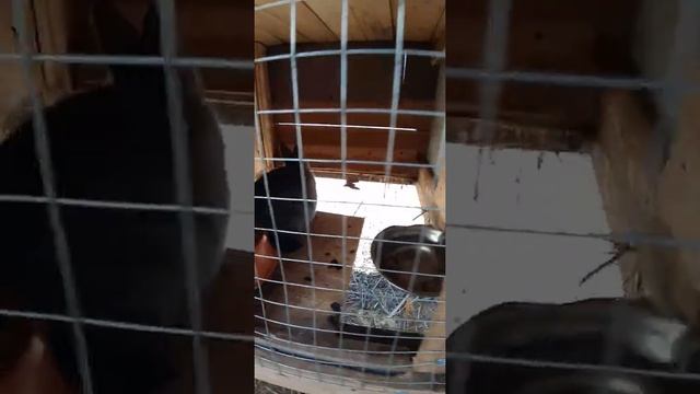 У нас пополнение белый великан кролик, смотреть онлайн