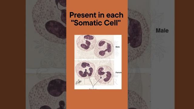 Females have an extra "X" Chromosome