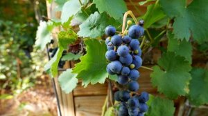 3239853-hd_1920_1080_25fps