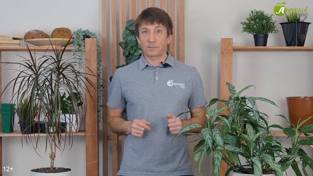 Когда сеять сидераты весной? Лучшие сидераты для теплицы и открытого грунта смотреть онлайн