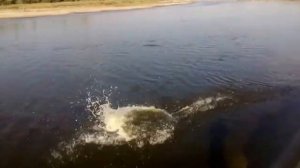 прикол нырнул в воду))))