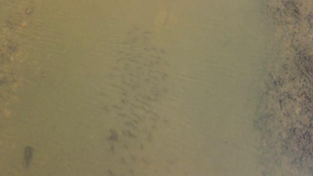 В поисках рыбы(охота с дрона) смотреть онлайн