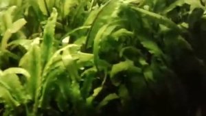 Криптокарины