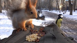 Про двух страшных белок