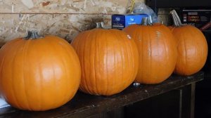 3100637-hd_1920_1080_30fps