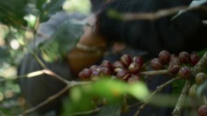 10692774-hd_3840_2160_25fps