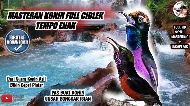 BUKTIKAN LANGSUNG GACOR, Terapi & MASTERAN KONIN ISIAN CIBLEK TEMPO ENAK смотреть онлайн