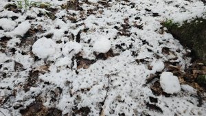 Грибы под снегом