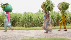 4684305-hd_1920_1080_25fps