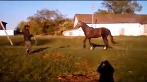 Квадрат Орловский рысак 3 года