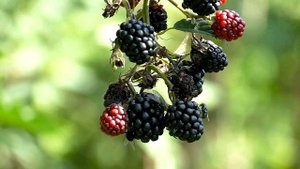 856351-hd_1920_1080_25fps