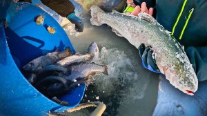 Лайфхаки зимней рыбалки: шеф-повар делится секретами успешного улова