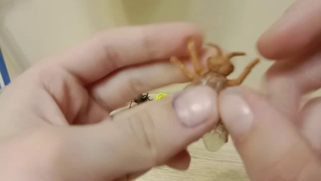 Обзор насекомых разного вида смотреть онлайн