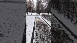 мои любимцы в прямом эфире!