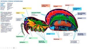 ЧЛЕНИСТОНОГИЕ | ЕГЭ ОГЭ Биология