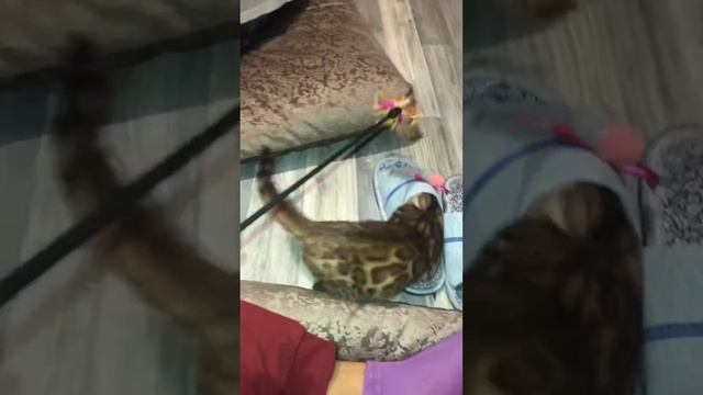 Рубрика маленький бенгаленок  #бенгалы #жизньбенгала смотреть онлайн