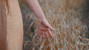 5390323-uhd_3840_2160_30fps