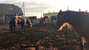 Жеребец хочет полюбить кобылу