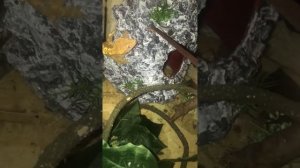 Бананоед не хочет кушать? Что делать?