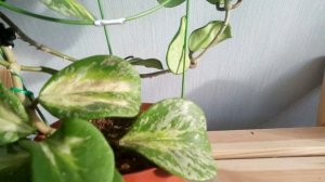 Блиц обзор сорта - Хойя Obovata variegata splash