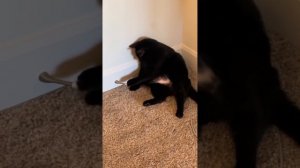 Подборка котиков 🐈