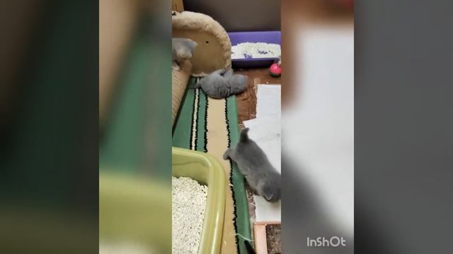 котята #британскиекотята #кошкиндом #питомниккошек