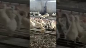 гуси.инкубация.гусеводство