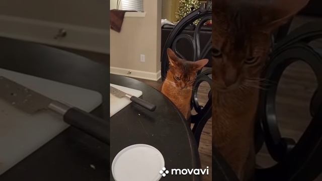 месть будет страшная