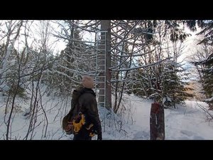 Сохранение диких пчёл в лесах. Очередная "точка возврата".