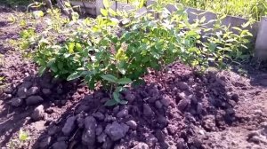 Видео обзор жимолости Бахчарского питомника