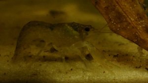 Карликовый техасский рак (Cambarellus texanus) - 9