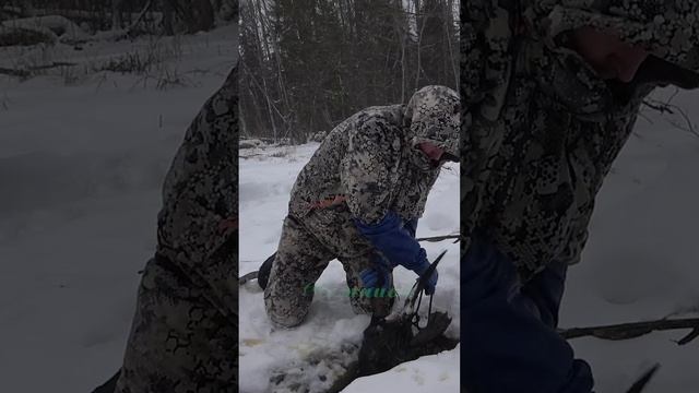 Бобр попал в капкан