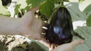 5161875-uhd_3840_2160_24fps