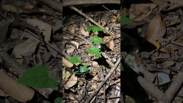 Fluorescent Chlorophyll смотреть онлайн