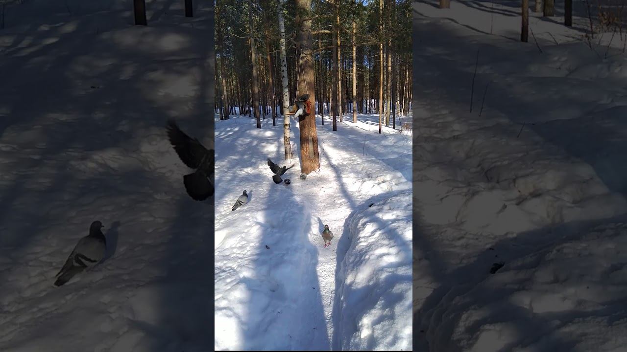 Забота о птицах зимой