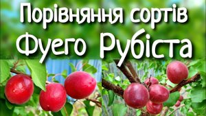 АБРИКОС ФУЕГО × АБРИКОС РУБІСТА