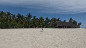 Серая цапля - страж острова.